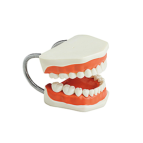 歯みがき指導顎模型